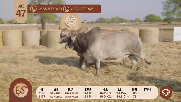 Lote TOROS BRAHMAN 24 MESES