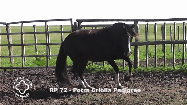 Lote CARDAIBER ENTREVERO PANDEMIA