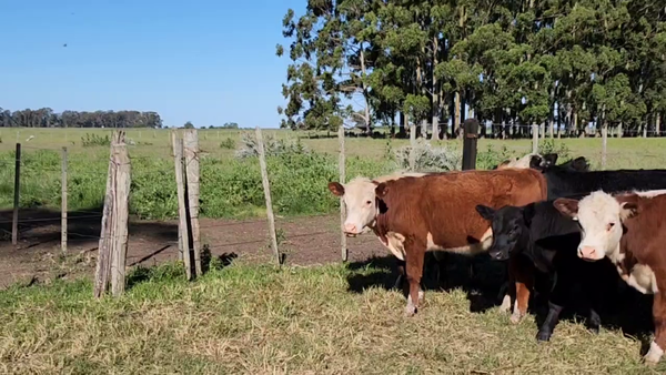 Lote 71 Terneros/as en Magdalena, Buenos Aires