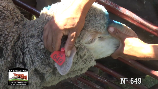 Lote CARNEROS MERINO AUSTRALIANO