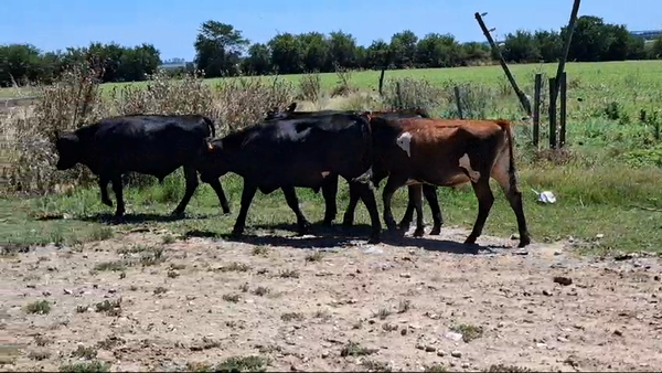 Lote NOVILLOS 1 A 2 AÑOS