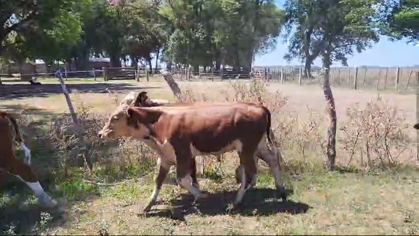 Lote 78 Terneros en Corrientes, San Roque