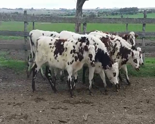 Lote (Vendido)6 Terneras NO 230kg -  en TARARIRAS