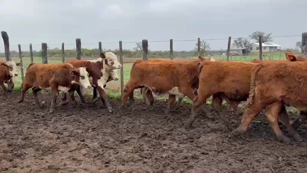 Lote 75 Terneros