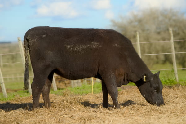 Lote RP 419