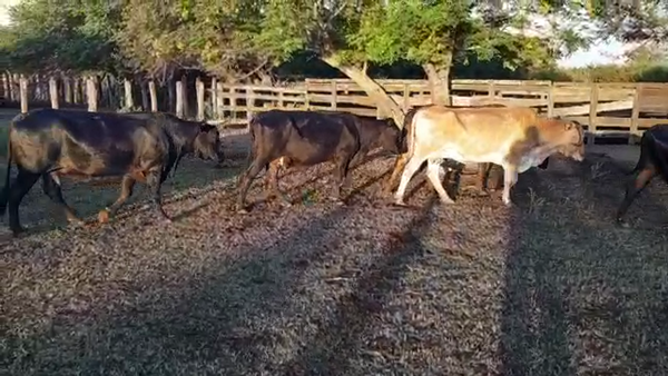 Lote 37 Vacas de invernar en Santa Sylvina, Chaco
