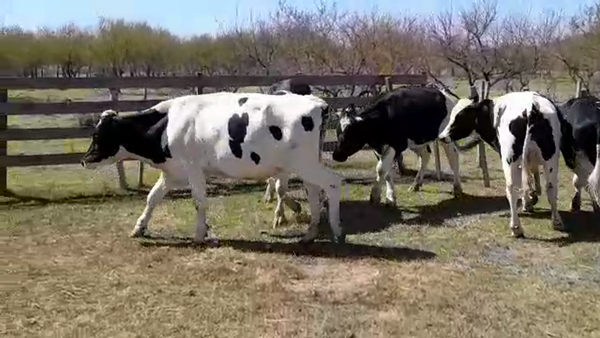 Lote (Vendido)5 Novillos Holando HOLANDO 415kg -  en POLANCOS