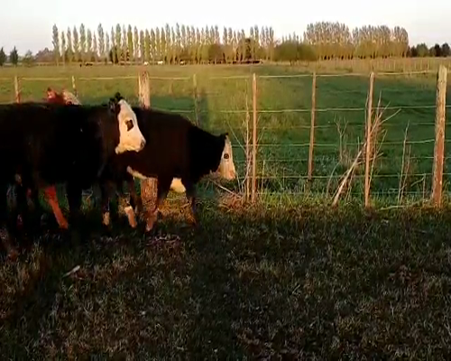 Lote 16 Terneras en Brandsen, Buenos Aires