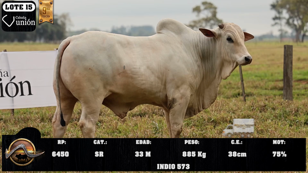 Lote LOTE 15