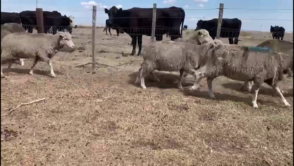 Lote OVEJAS