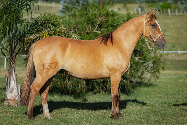 Lote Tobogan Golondrina