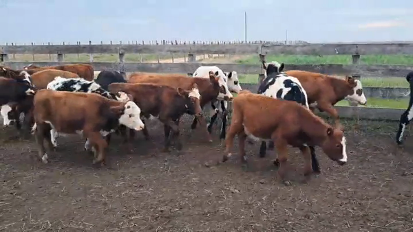Lote TERNERAS