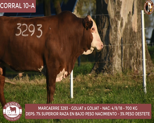 Lote Toro Braford Cabaña El Retiro
