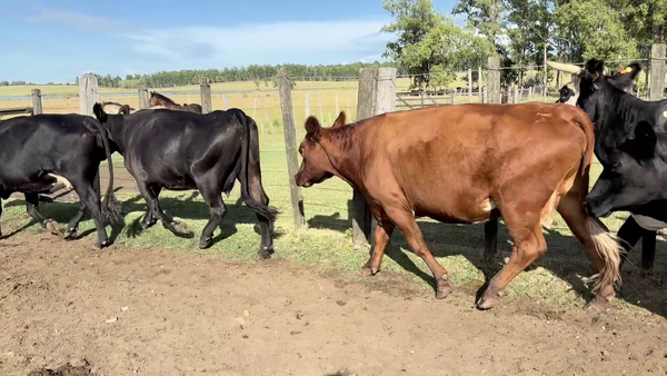 Lote PIEZAS DE CRÍA