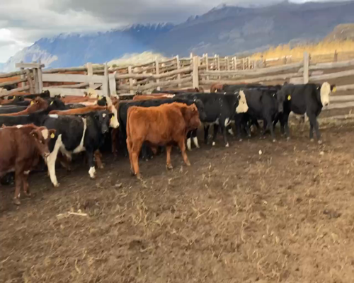 Lote 55 Ternero en XI Región Aysén, Chile Chico