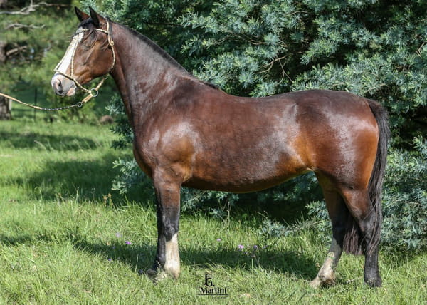 Lote Serenata Caraguatá
