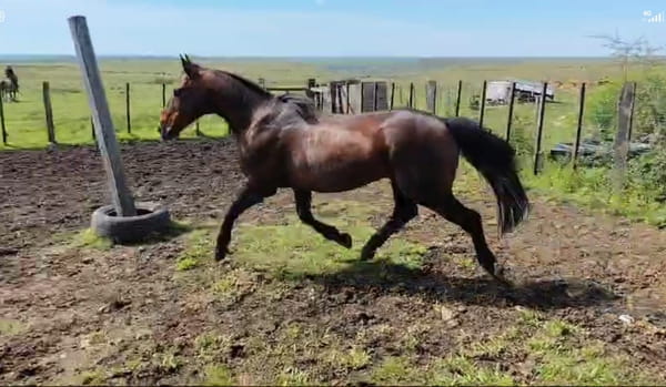 Lote Tronador San Telmo