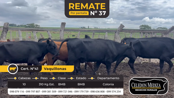 Lote 10 Vaquillonas  en La Horqueta, Colonia