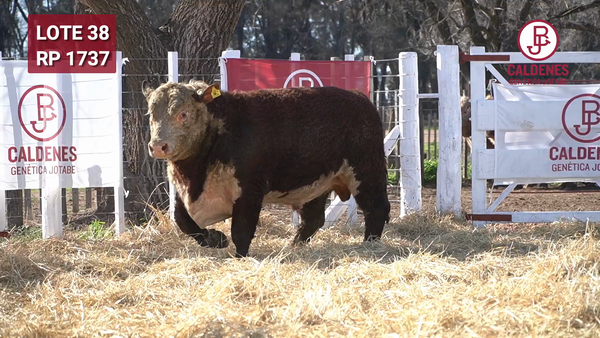 Lote Toro PR