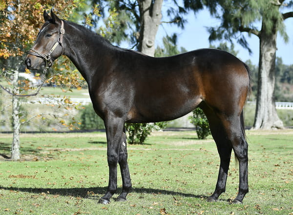 Lote MARCO AURELIO