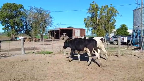Lote Vaquillonas para entorar - Agropecuaria Jose Bressi