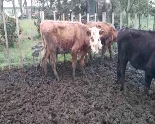 Lote 11 Novillos HEREFORD Y ANGUS 280kg - , San José