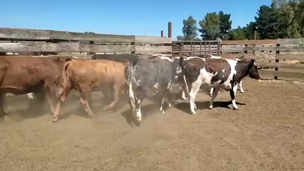 Lote 20 Vaquilla Gorda en Los Ángeles, VIII Región Biobío