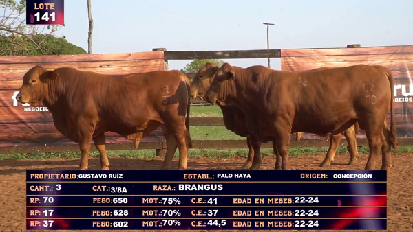 Lote GUSTAVO RUIZ - LOTE 141