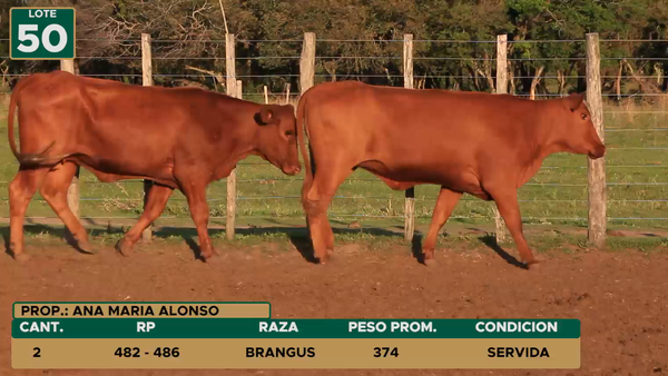 Lote HEMBRAS LOTE 50