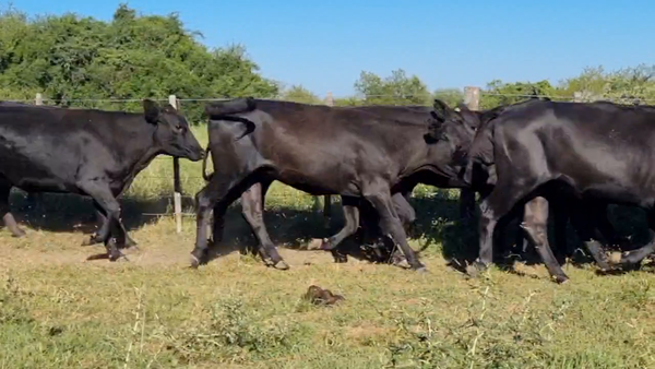 Lote 42 Vaquillonas C/ gtia de preñez