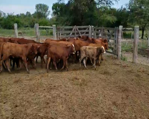 Lote 54 Terneros en Itatí, Corrientes