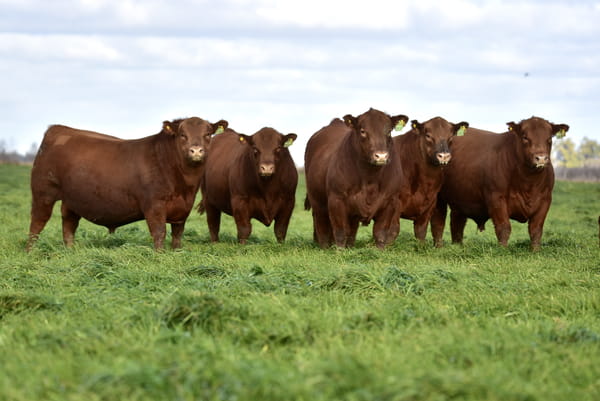 Lote TOROS PC COLORADOS