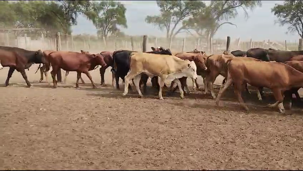 Lote 115 Terneras en Quimilí, Santiago del Estero