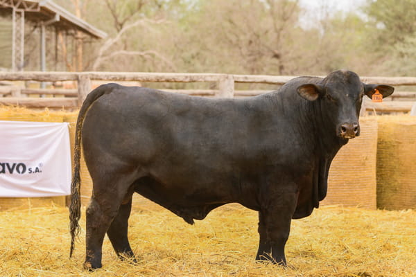Lote LOTE 60