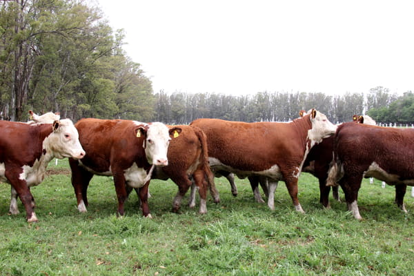 Lote VAQUILLONAS PREÑADAS RG HEREFORD -PARICION OTOÑO 2022