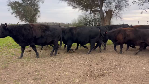 Lote 16 Vacas medio uso C/ gtia de preñez