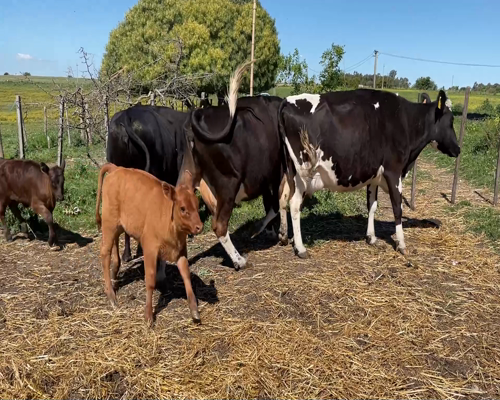 Lote (Vendido)6 Piezas de cría 1AA X HO,  1 HE X HO,  1 HO 500kg - , Colonia