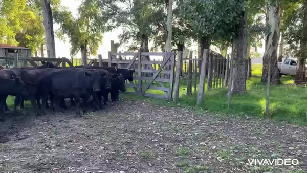 Lote 12 Vacas medio uso