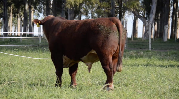 Lote POLLED HEREFORD