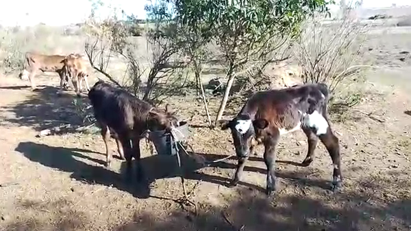 Lote 17 Terneros Holando