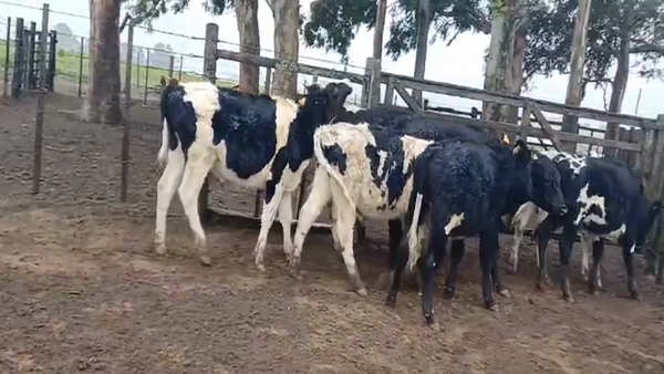 Lote 7 Terneros HO 190kg -  en Colonia Alonso Montaño