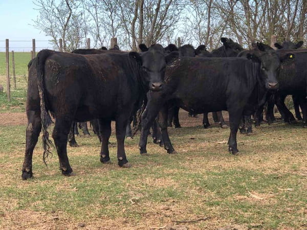 Lote 20 Vaquillonas en Miguel Riglos, La Pampa