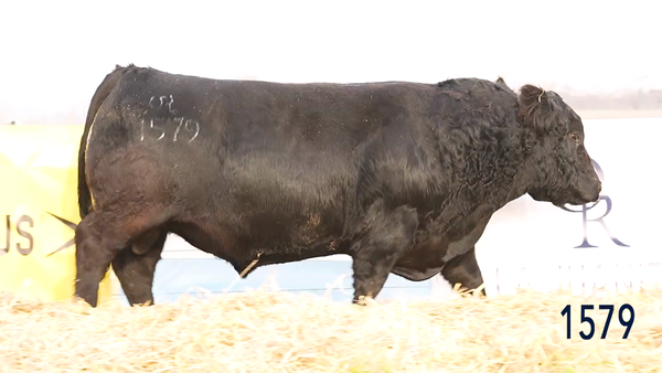 Lote Toro