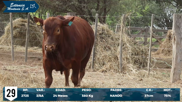 Lote LOTE 29