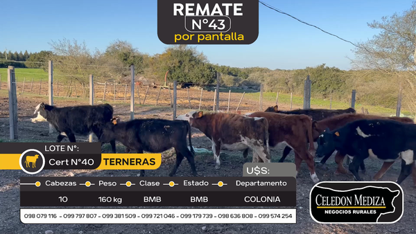 Lote 10 Terneras en Otra Localidad, Colonia
