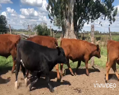 Lote 26 Novillitos en Gral. Las Heras, Buenos Aires