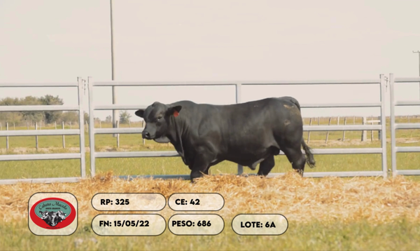 Lote 2 Toros, Artigas