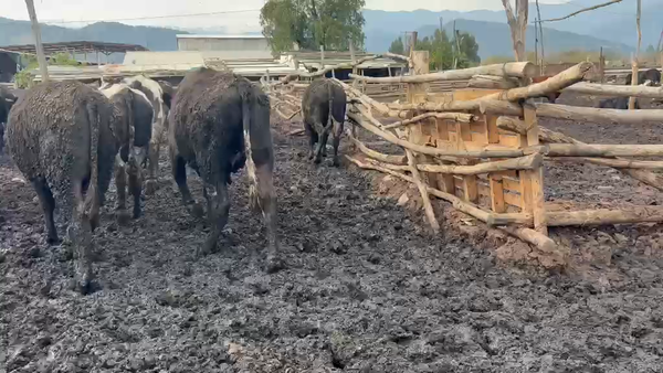 Lote 47 Novillo Gordo en Codegua, VI Región O-Higgins