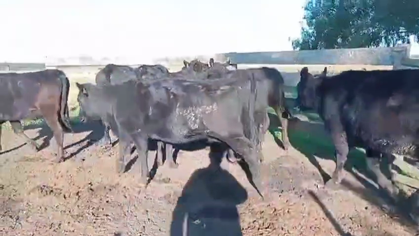 Lote VAQUILLONAS DE 1 A 2