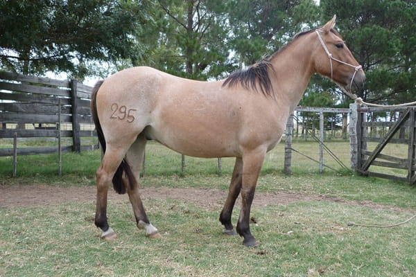 Lote LEGADO ESCONDIDO